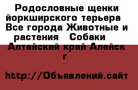 Родословные щенки йоркширского терьера - Все города Животные и растения » Собаки   . Алтайский край,Алейск г.